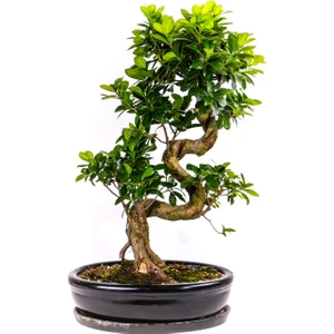Murat Tohumculuk Murat Tohum Bodur Bonsai Defne Ağacı Tohumu Ekim Seti 3 Adet Tohum + Toprak + Saksı