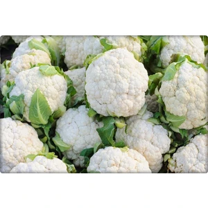 Karnabahar Tohumu 500'lü