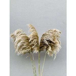 Essuare Design Krem Pampas 5 Ad