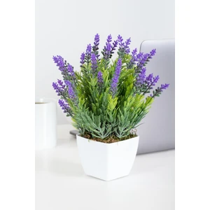 Lavanta Çiçek Tohumu 15 Adet + Saksı + Torf