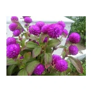 Ata Tohumculuk 10 Adet Tohum Nadir Bulunan Mor Hanım Düğmesi Çiçeği Tohumu Hanım Düğmesi Tohumu