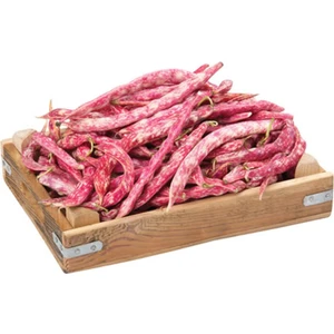 Serdar Çam Tohumculuk Meşhur Çilli Ayşe Fasulye Tohumu 10 Tohum Fasülye Tohumu-