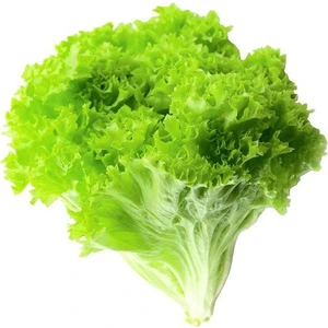 Murat Tohumculuk Murat Tohum Eko Paket Kıvırcık Samsa Marul Tohumu Kıvırcık Marul Tohumu 650 Adet Tohum