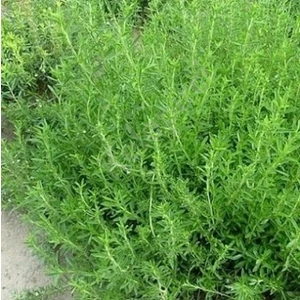 Murat Tohumculuk Murat Tohum Yerli Aromatik Dağ Kekiği Tohumu Ekim Seti 20 Adet Tohum+Saksı +Toprak