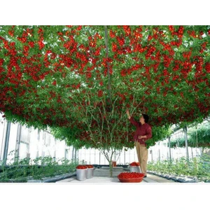 Murat Tohumculuk Murat Tohum Eko Paket Italyan Domates Ağacı Tohumu 35 Adet Tohum