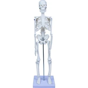 Emin İş Eğitimi Iskelet Sistemi Modeli 45 cm