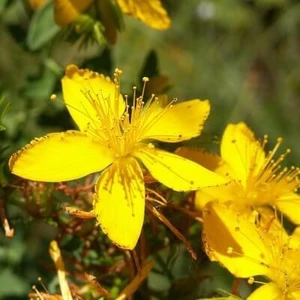 Sarı Kantaron Tohumu Kantaron Otu Tohumu Kantaron Tohumu 10 Tohumu