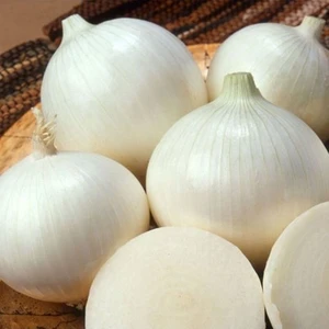 Ata Tohumculuk 50 Adet Tohum Nadir Bulunan Beyaz Kışlık Kuru Soğan Tohumu Kuru Beyaz Soğan