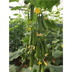 Ata Tohumculuk 10 Adet Tohum Silor Yerli Parmak Salatalık Tohumu Ata Tohum Sülor Salatalık