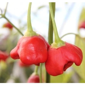 Ata Tohumculuk 50 Adet Tohum Nadir Gül Biberi Tohumu Kırmızı Gül Biberi Tohumu Gül Biber Tohumu Saksı Topraklı