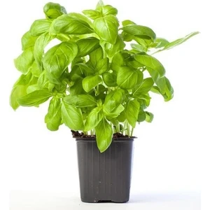 Ata Tohumculuk 25 Adet Tohum Yeşil Yapraklı Fesleğen Çiçeği Mis Kokulu Yesleğen Çiçeği