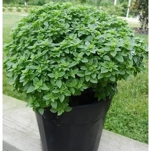 Ata Tohumculuk 25 Adet Tohum Yeşil Yapraklı Fesleğen Çiçeği Mis Kokulu Yesleğen Çiçeği