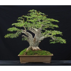 Murat Tohumculuk Murat Tohum Bodur Bonsai Meşe Ağacı Tohumu Ekim Seti 3 Adet Tohum + Saksı + Toprak