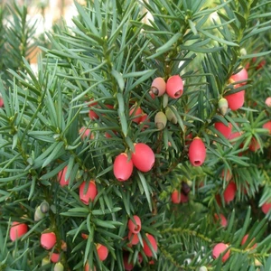 Tacirdepoticaret Tüplü Porsuk (Taxus Baccata) Fidanı