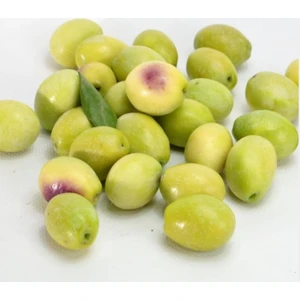 Tüplü Sofralık Ayvalık (Edremit) Zeytin Fidanı