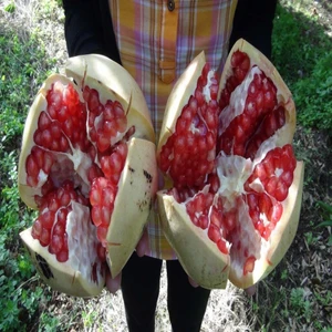 Tüplü Yöresel Çeşit Silifke Keben Nar Fidanı