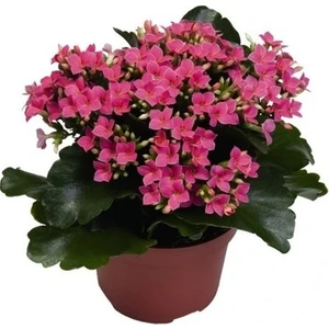 Aac tarım Kalanşo Çiçeği Kalanchoe Çiçeği Bitki Ev Ofis Bitkisi 20 - 25 cm Pembe