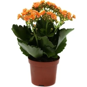 Aac tarım Kalanşo Çiçeği Kalanchoe Çiçeği Bitki Ev Ofis Bitkisi 20 - 25 cm Turuncu