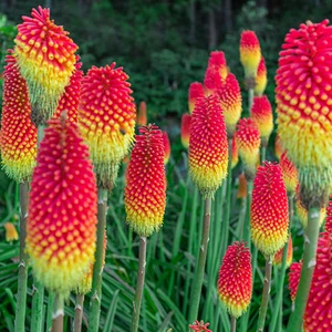 Murat Tohumculuk Murat Tohum Fener Çiçeği Tohumu (Kniphofia Uvaria) Tohumu Ekim Seti 10 Adet Tohum + Saksı + Toprak +