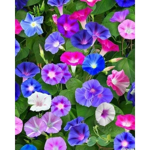 Murat Tohumculuk Murat Tohum Karışık  Sarmaşık Çiçeği Tohumu Ekim Seti 10 Adet Tohum +Saksı +Toprak