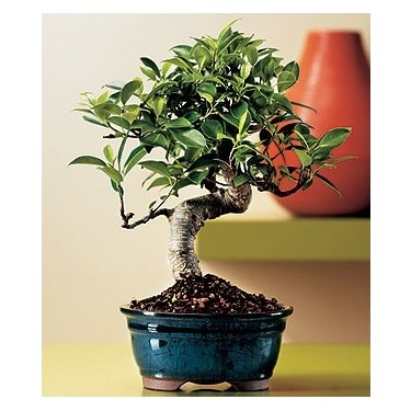 Murat Tohumculuk Murat Tohum Bodur Bonsai Defne Ağacı Tohumu Fiyatı