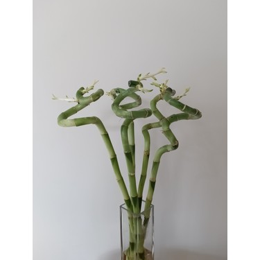 Tgl Cicek 5 Li 45 55 Cm Sans Bambusu Lucky Bamboo Feng Shui Fiyati