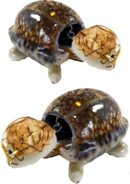 Arabica Kaplumbağa