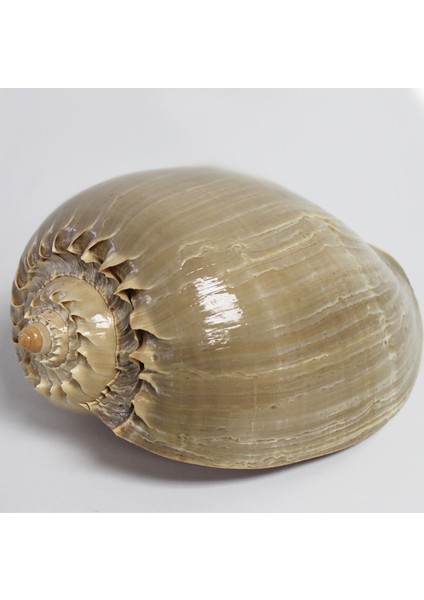 Melon Dıadema 6" fiyatları