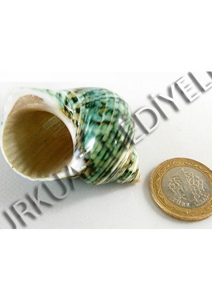 Turbo Crassus Polıshed - Büyük