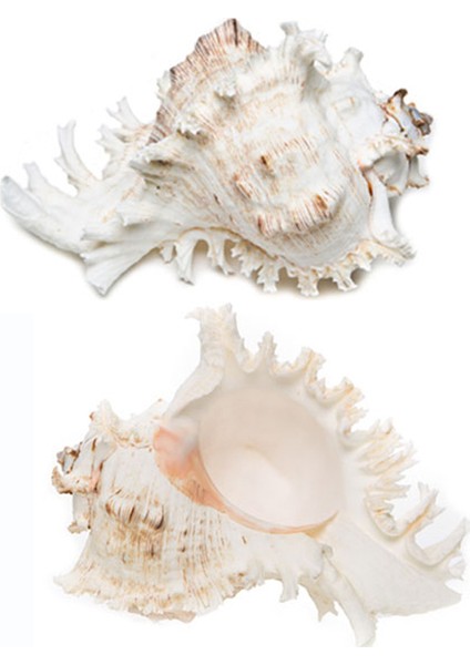 Murex Ramasus 5"