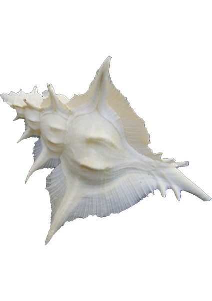 Murex Alabaster 5"
