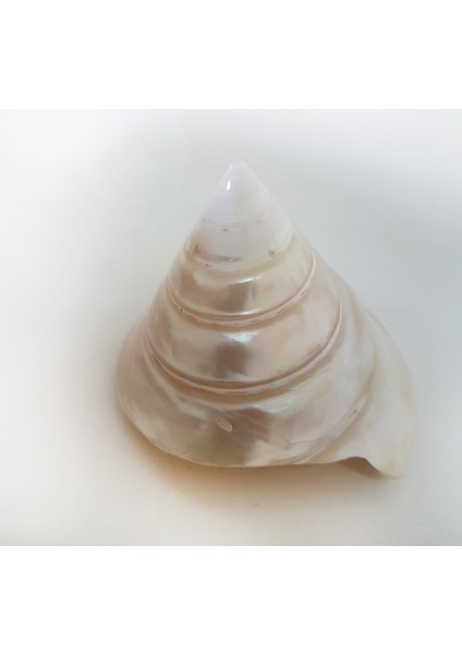 Troca Pearlızed 3,5"-4"