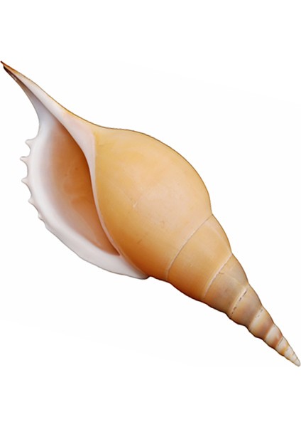 Tıbıa Martını