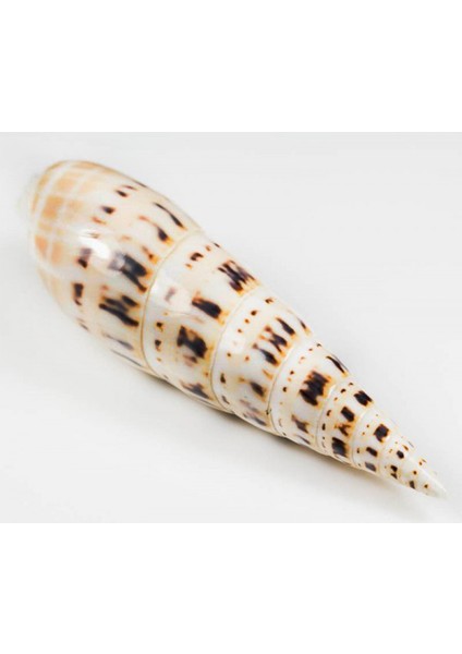 Terebra Maculata Naturel 5" - 6"