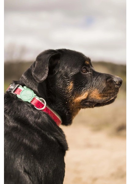 Lola Boyun Tasması fiyatları