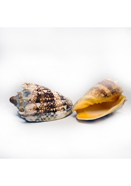 Voluta Emperıales