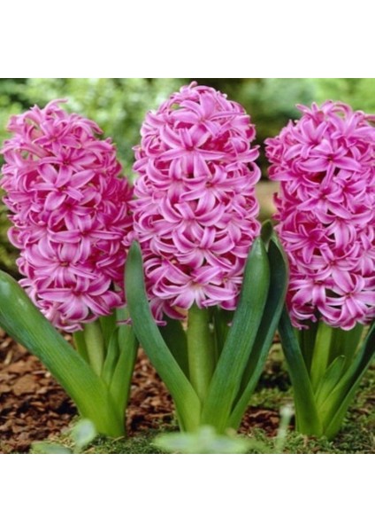 Dark Pink Pearl Sümbül Soğanı 3 Adet