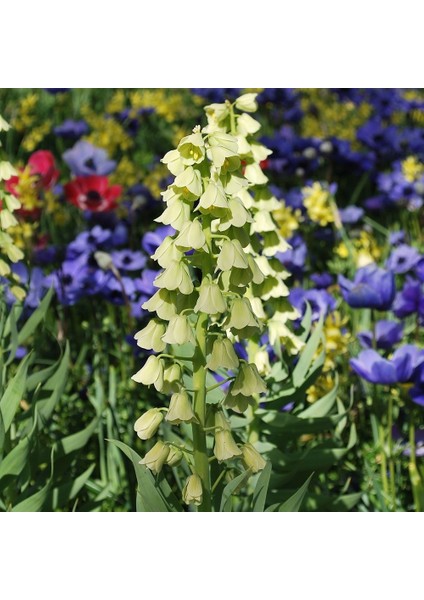 Mutlupaket Fritillaria Ivory Bells Beyaz Renkli Ters Lale Soğanı 1 Adet