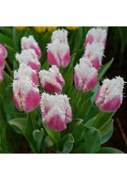 Hawaii Sugar Pembe Fırfırlı Lale Soğanı 5 Adet