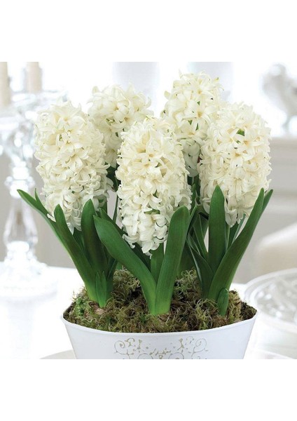 Hyacinthus White King Sümbül Soğanı 3 Adet