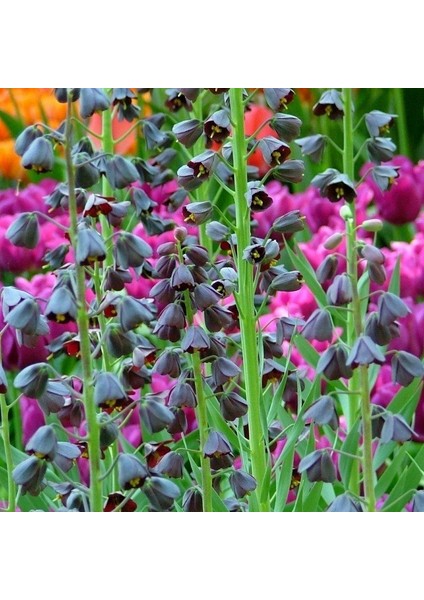 Purble Color Fritillaria Persica Ters Lale Soğanı 1 Adet