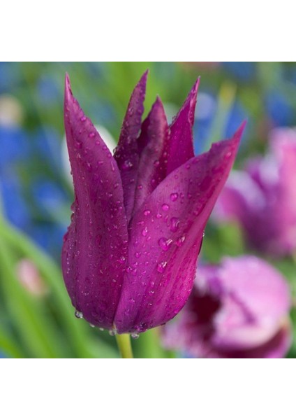 Purple Dream Eflatun Osmanlı Lale Soğanı 5 Adet fiyatları