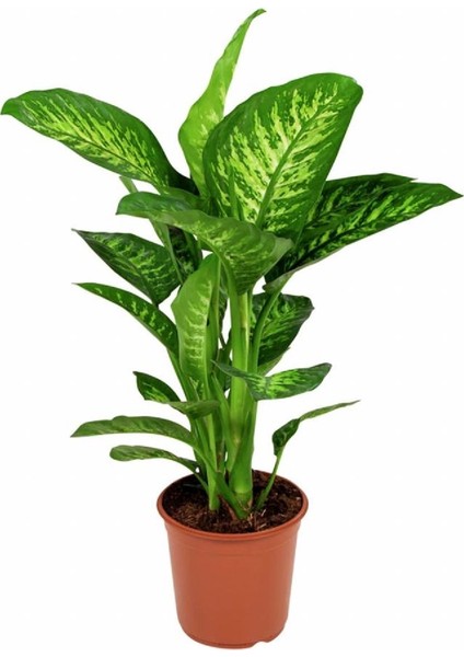 Difenbahya Tropic Snow