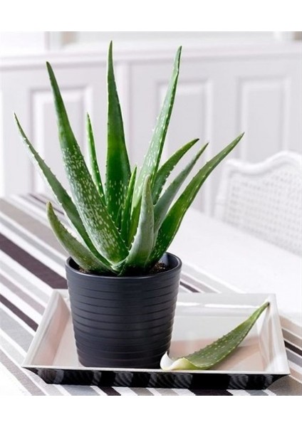 Aloe Vera Bitkisi 30-40cm