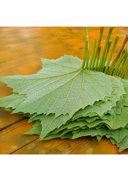 Tüplü Sarmalık Dolmalık Çardaklık Yapraklık Meyve Vermeyen Üzüm Fidanı