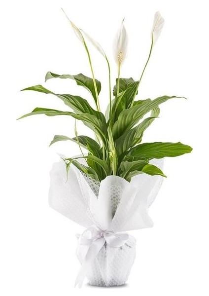 Barış Çiçeği Kar Beyazı Spatifilyum