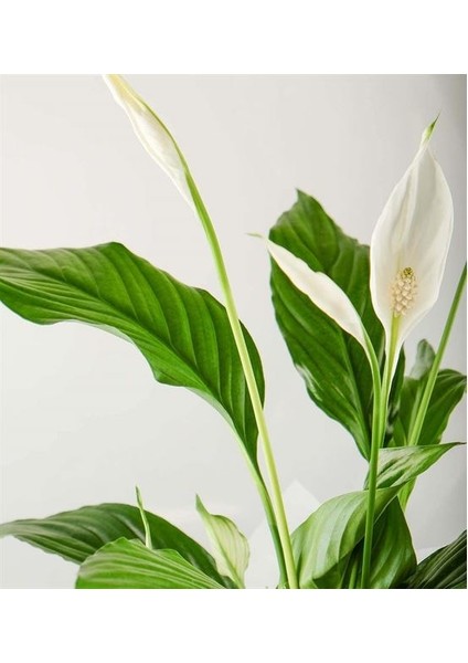 Barış Çiçeği Kar Beyazı Spatifilyum fiyatları