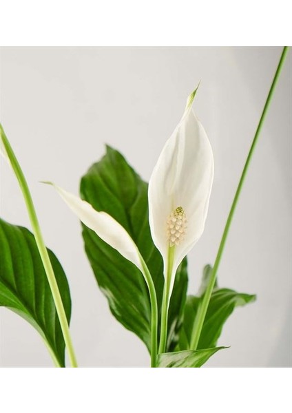 Barış Çiçeği Kar Beyazı Spatifilyum modelleri