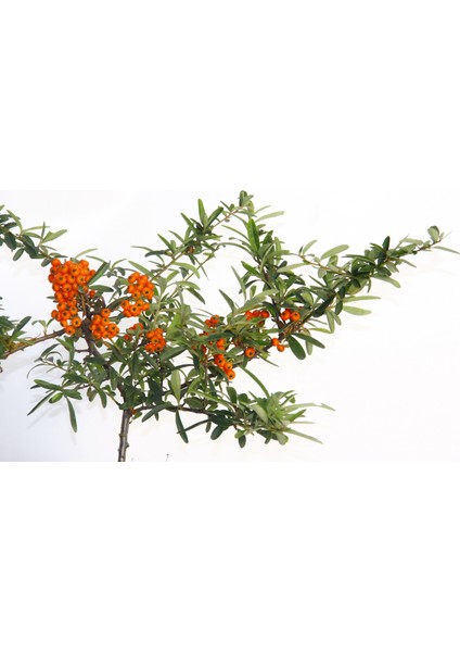 Bonsai Ateş Dikeni