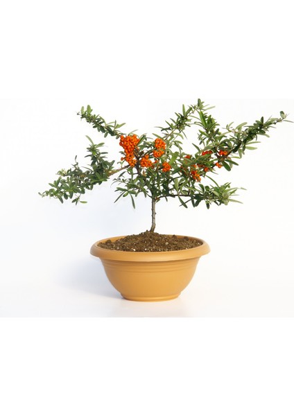 Bonsai Ateş Dikeni
